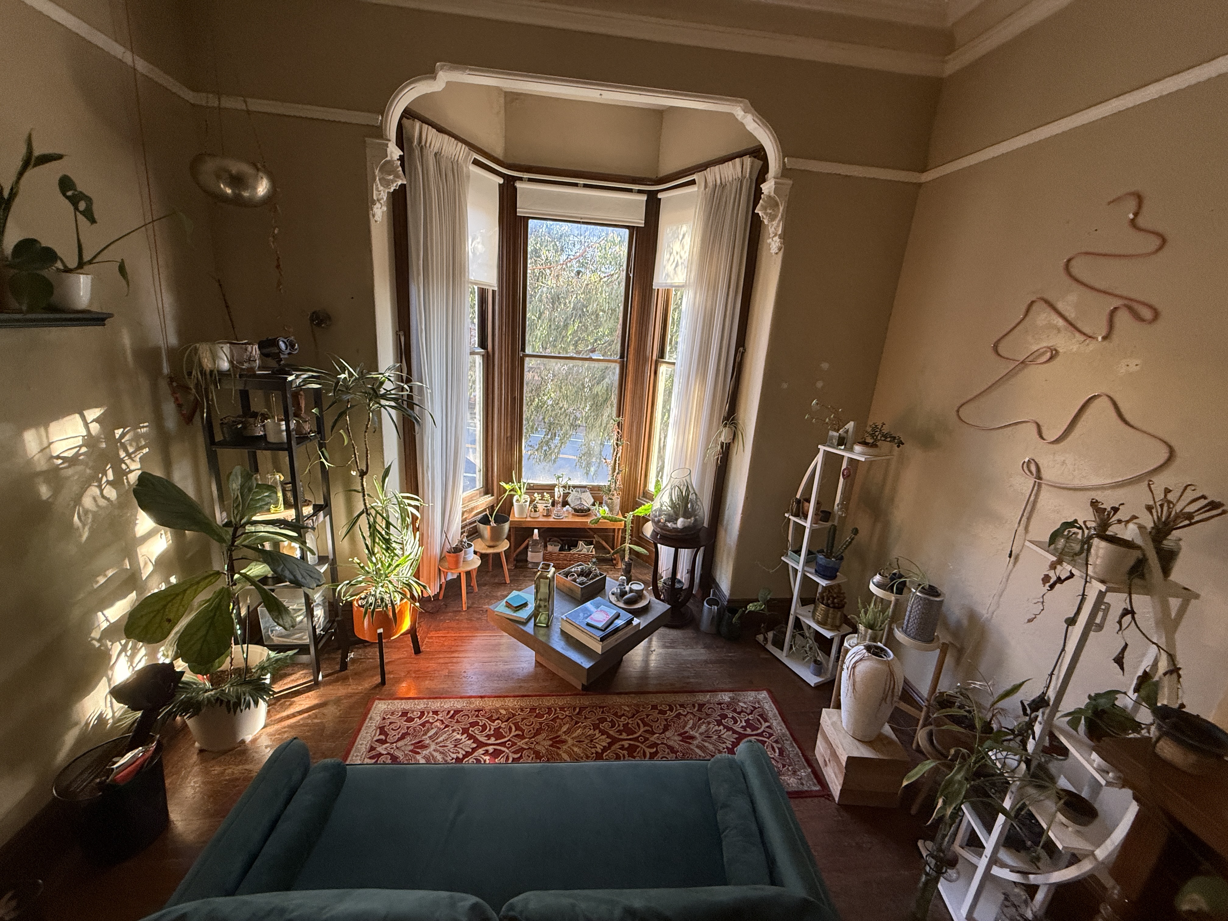 Sunlit room filled with plants and bay window